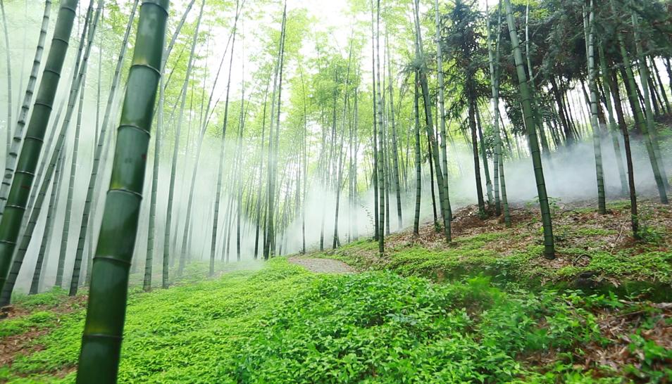 桃江竹海车祸最新消息