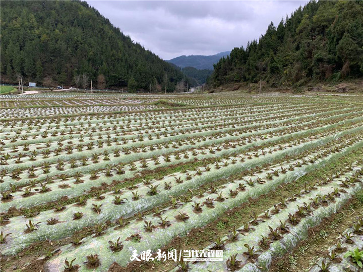 余庆县白泥镇最新规划蓝图揭秘