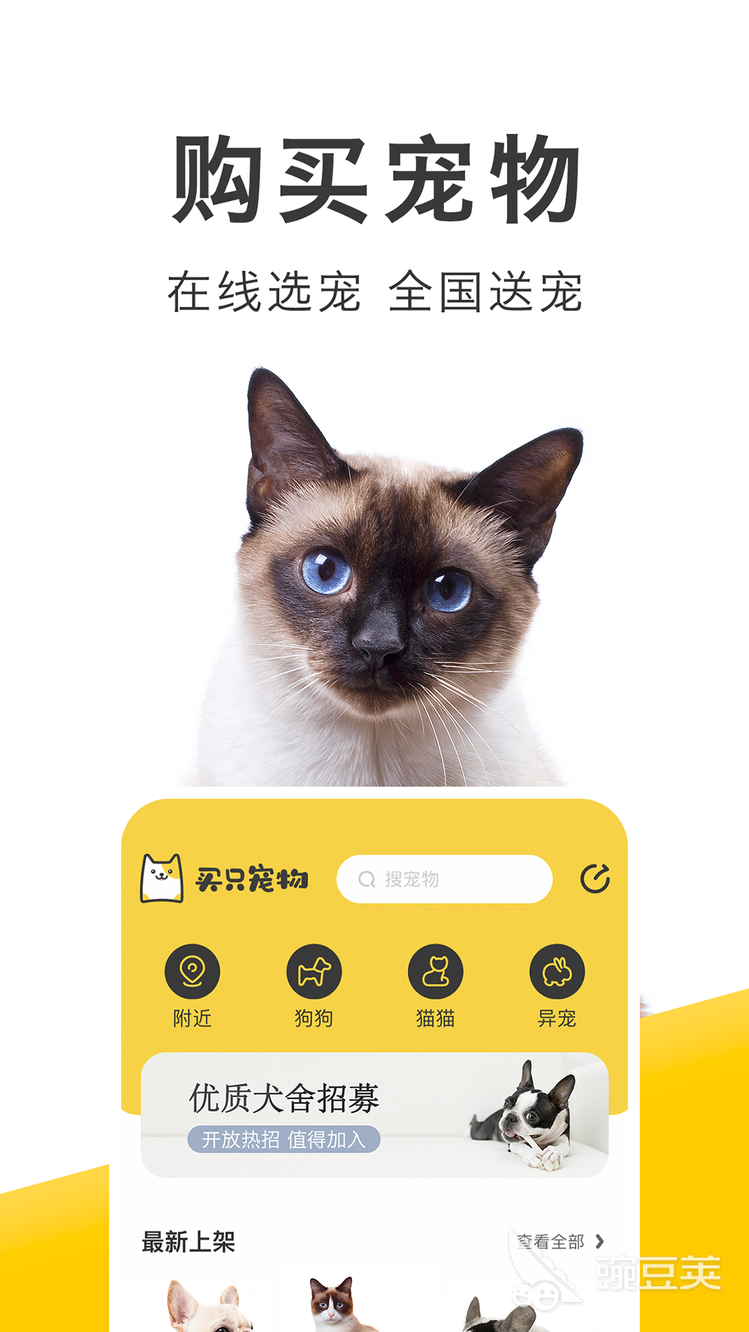 探索猫咪世界，最新下载指南一览