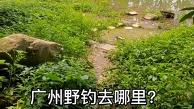 珠海最新免费垂钓胜地探索与分享