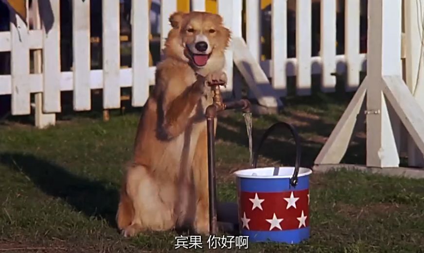 灵犬宾果国语版在线观看，视觉与情感的完美交融