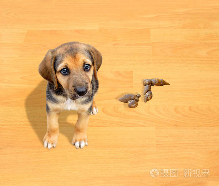 萌犬便便，下载背后的魅力与故事探索