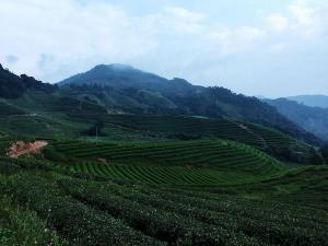 平山茶场新领导引领未来繁荣之路