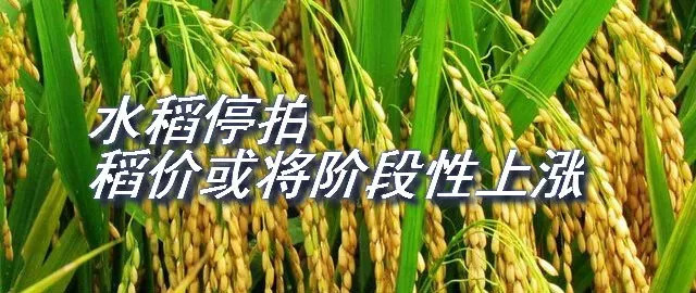 黑龙江省水稻价格动态更新分析